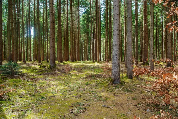 Ormandaki ağaçlarda yosun var. Seçici odaklanma. Doğa.