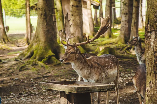 Yazın ormanda geyik. Seçici odaklanma. hayvan.