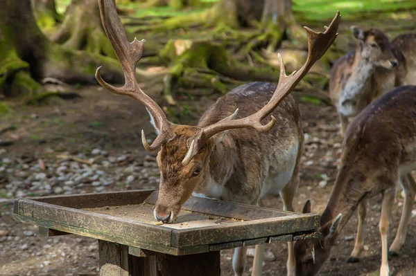 Deer Forest Summer Selective Focus Animal — Φωτογραφία Αρχείου