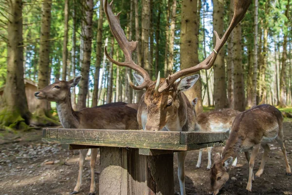 Yazın ormanda geyik. Seçici odaklanma. hayvan.