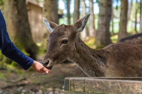 Child Feeds Deer Forest Selective Focus Nature — Φωτογραφία Αρχείου