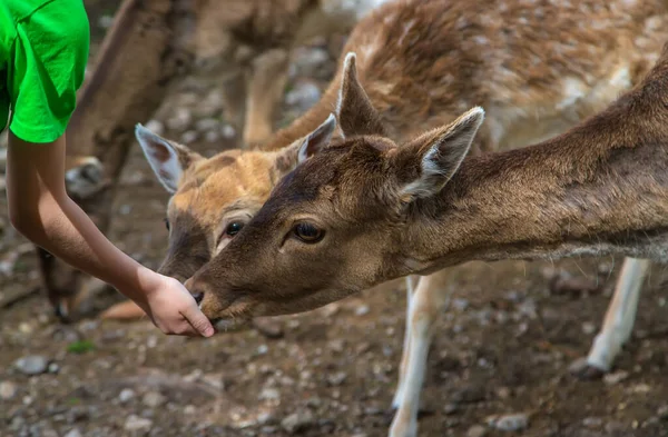 Child Feeds Deer Forest Selective Focus Nature — Φωτογραφία Αρχείου