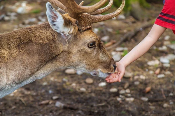 Child Feeds Deer Forest Selective Focus Nature — Φωτογραφία Αρχείου