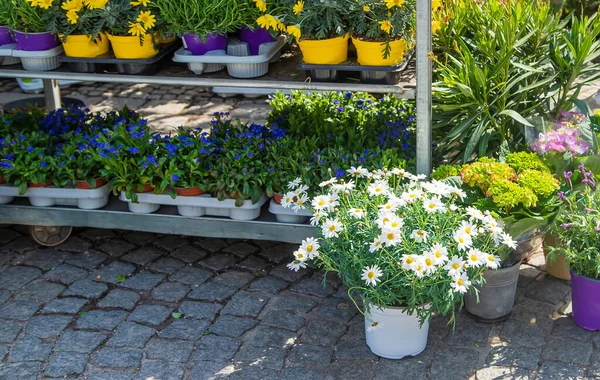 Çiçekler ve bitkiler saksılarda satılır. Seçici odaklanma. Doğa.
