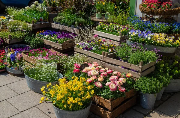 Flowers Plants Sold Pots Selective Focus Nature — Fotografia de Stock