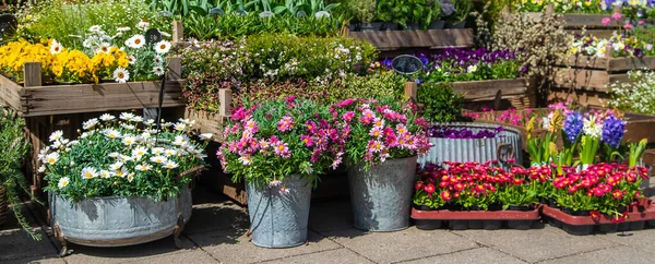 Flowers Plants Sold Pots Selective Focus Nature —  Fotos de Stock