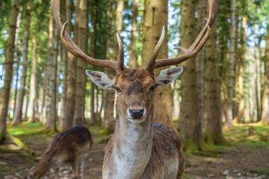 Deer in the forest in summer. Selective focus. animal.