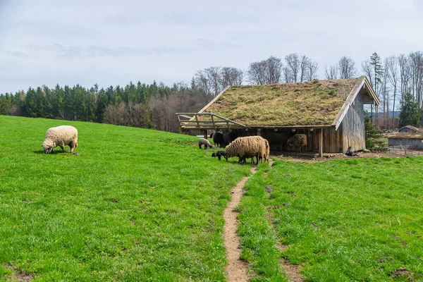 Får Betar Fäladen Selektivt Fokus Natur — Stockfoto