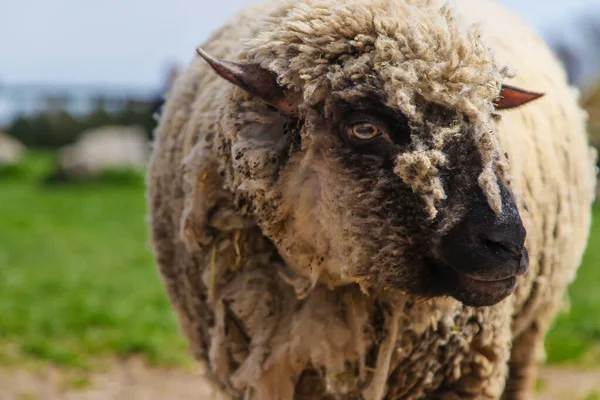 Koyun Otlakta Otluyor Seçici Odaklanma Doğa — Stok fotoğraf