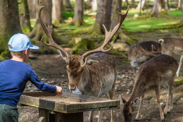 Child Feeds Deer Forest Selective Focus Nature — Φωτογραφία Αρχείου