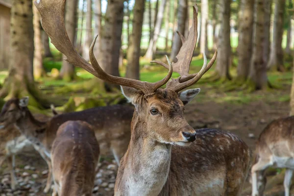 Deer Forest Summer Selective Focus Animal — Φωτογραφία Αρχείου