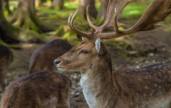 Deer Forest Summer Selective Focus Animal — Φωτογραφία Αρχείου
