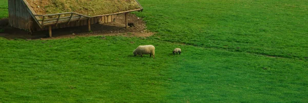 Koyun otlakta otluyor. Seçici odaklanma. Doğa.