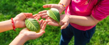 Çocuklar ellerinde doğa ağacıyla ilgilenirler. Seçici odaklanma. Çocuk.