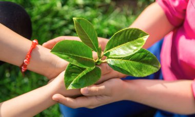Çocuklar ellerinde doğa ağacıyla ilgilenirler. Seçici odaklanma. Çocuk.