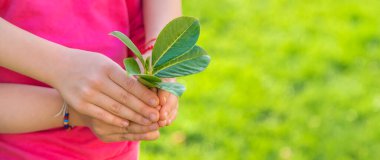 Çocuklar ellerinde doğa ağacıyla ilgilenirler. Seçici odaklanma. Çocuk.