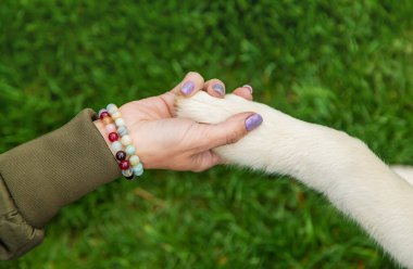 Köpek bir adama pençe veriyor. Seçici odaklanma. Hayvan..
