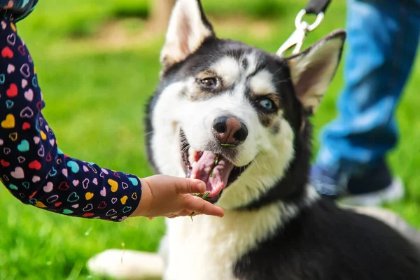 Dziecko Bawi Się Husky Dog Wybiórcze Skupienie Zwierzęta — Zdjęcie stockowe