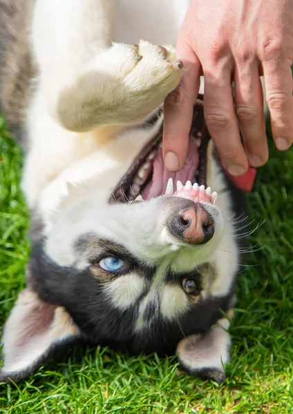 Husky Pies Gryzie Człowieka Wybiórcze Skupienie Zwierzęta — Zdjęcie stockowe