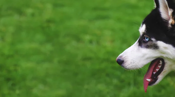 Husky Cão Retrato Bela Foto Foco Seletivo Animais — Fotografia de Stock