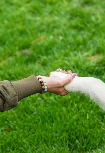 犬は男に手を出す 選択的フォーカス — ストック写真