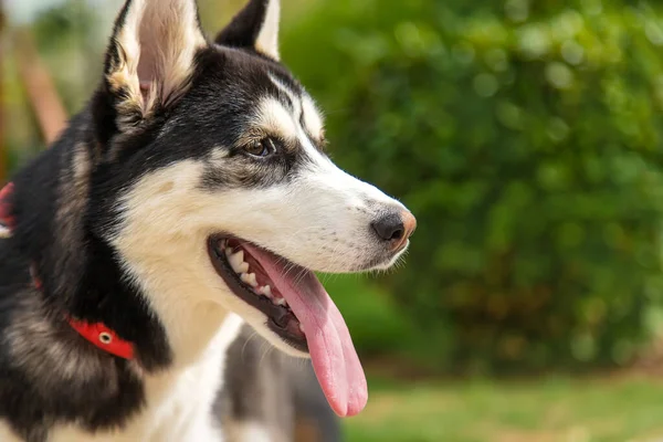 Husky Cão Retrato Bela Foto Foco Seletivo Animais — Fotografia de Stock