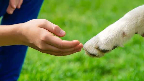 Σκύλος Δίνει Χέρι Του Έναν Άντρα Επιλεκτική Εστίαση Ζώο — Φωτογραφία Αρχείου
