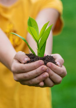 Çocuk bitkiyi ve toprağı elinde tutuyor. Seçici odaklanma. Çocuk.