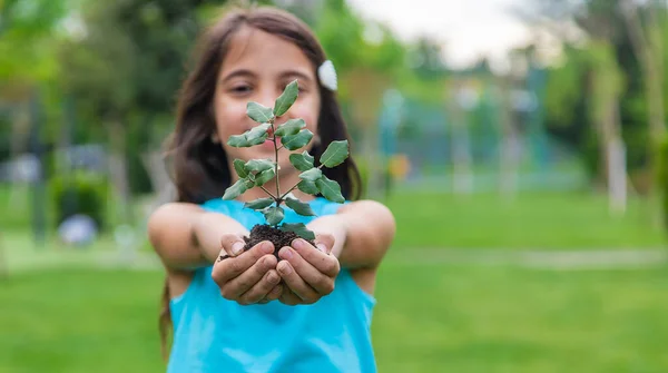 Gyermek Kezében Tartja Növényt Földet Szelektív Fókusz Kölyök — Stock Fotó