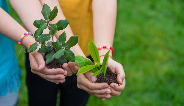The child holds the plant and soil in his hands. Selective focus. Kid.