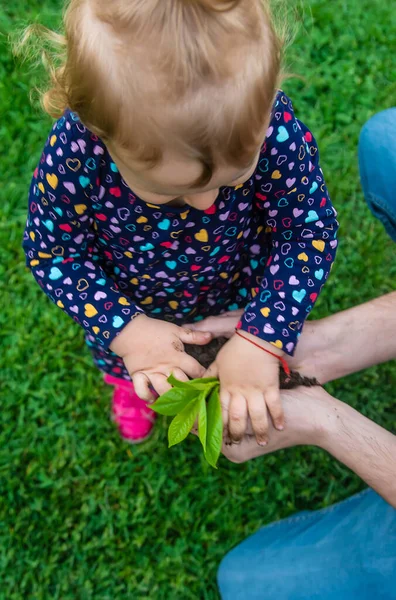 子供はその植物と土を手に持っている 選択的フォーカス キッド — ストック写真