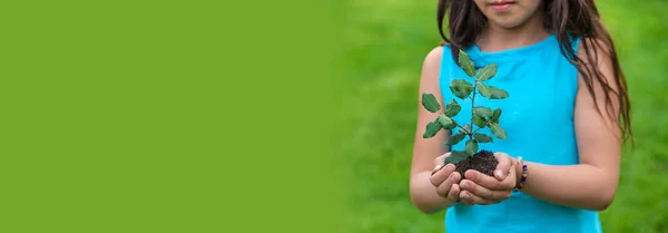 Het Kind Houdt Plant Grond Zijn Handen Selectieve Focus Jongen — Stockfoto