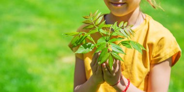 Çocuk elinde bir ağaç tutuyordu. Seçici odaklanma. Doğa.