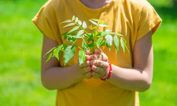 Anak Itu Memegang Pohon Tangannya Fokus Selektif Alam — Stok Foto