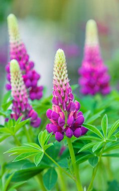 Lupine bahçede çiçek açar. Seçici odaklanma. Doğa.