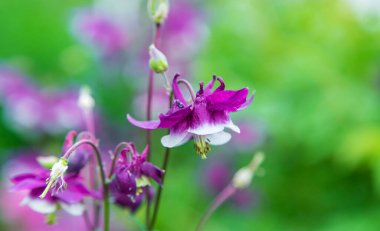 Aquilegia bahçede çiçek açar. Seçici odaklanma. Doğa.