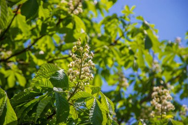 Gökyüzüne karşı çiçek açan kestane ağacı. Seçici odaklanma. Doğa.