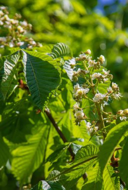 Gökyüzüne karşı çiçek açan kestane ağacı. Seçici odaklanma. Doğa.