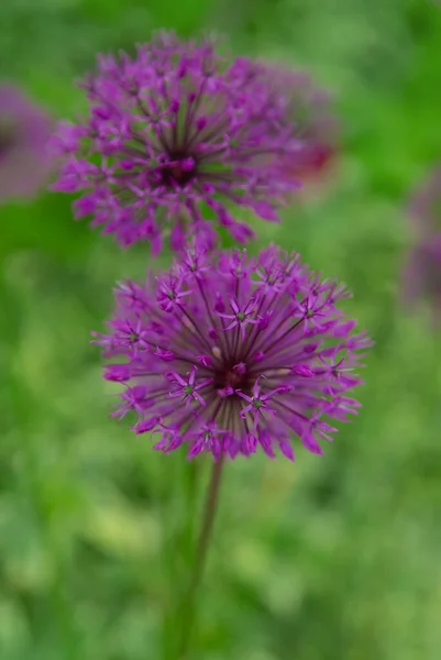 Oignon Décoratif Fleurit Dans Jardin Concentration Sélective Nature — Photo