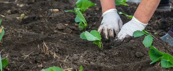 Una Donna Sta Piantando Del Cavolo Giardino Concentrazione Selettiva Natura — Foto Stock