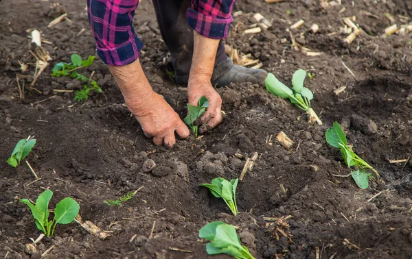 Uma Mulher Está Plantando Repolho Jardim Foco Seletivo Natureza — Fotografia de Stock