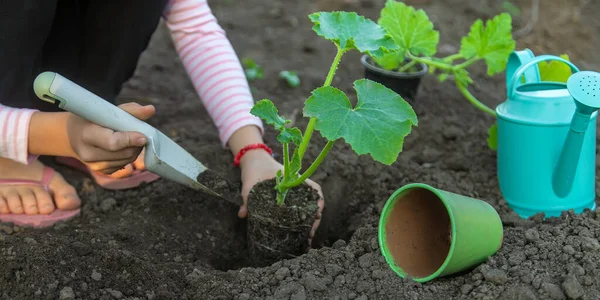 Anak Itu Menanam Tanaman Kebun Itu Fokus Selektif Anak — Stok Foto