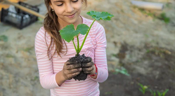 Anak Itu Menanam Tanaman Kebun Itu Fokus Selektif Anak — Stok Foto