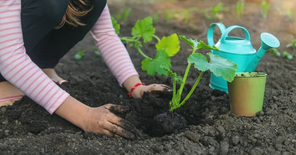 Criança Está Plantando Uma Planta Jardim Foco Seletivo Miúdo — Fotografia de Stock