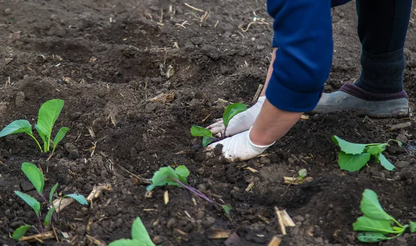 Uma Mulher Está Plantando Repolho Jardim Foco Seletivo Natureza — Fotografia de Stock