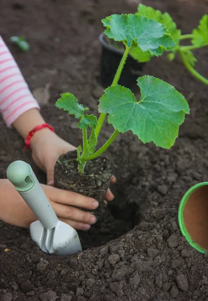 Anak Itu Menanam Tanaman Kebun Itu Fokus Selektif Anak — Stok Foto