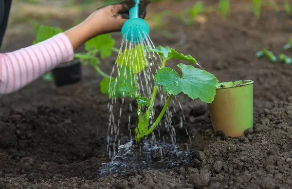 Seorang Anak Menyiram Tanaman Kebun Fokus Selektif Alam — Stok Foto