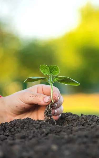 Bambino Sta Piantando Una Pianta Nel Giardino Concentrazione Selettiva Ragazzo — Foto Stock