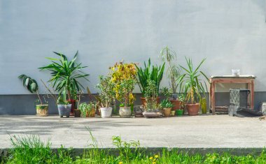 Bahçede saksıları olan saksılar var. Seçici odaklanma. Doğa.