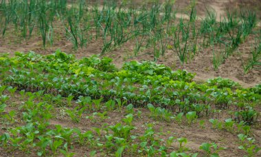 Marul ve soğan yetiştiren sebze bahçesi. Seçici odaklanma. Doğa.